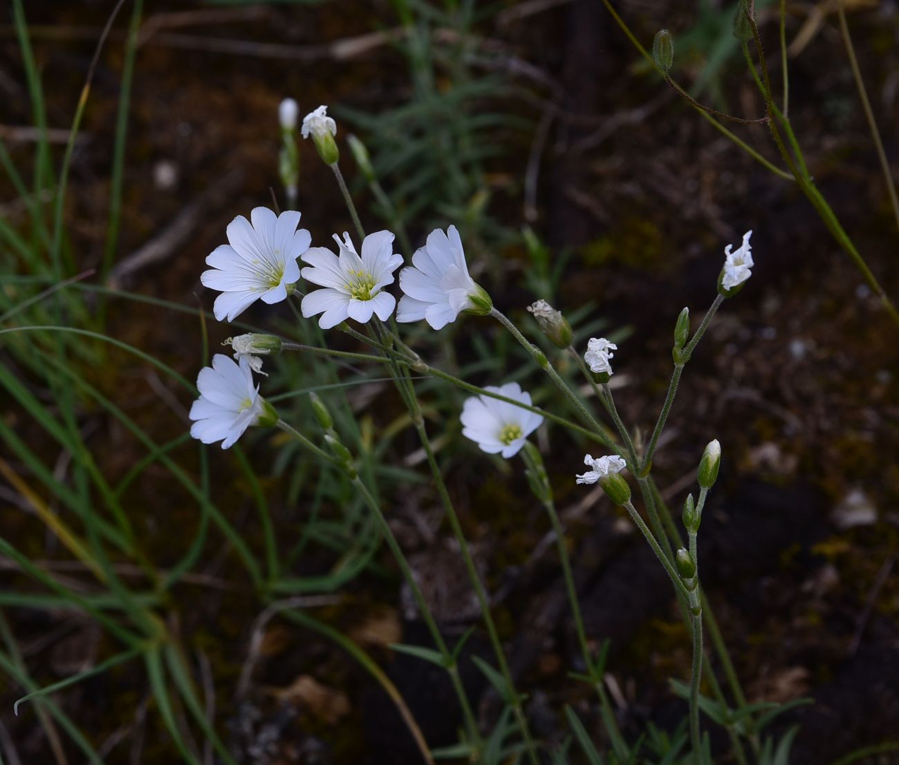 Image of genus Cerastium specimen.
