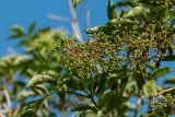 Sambucus nigra. Верхушка ветви с соплодием. Ростовская обл., Мясниковский р-н, окр. с. Несветай, степной склон. 05.07.2015.