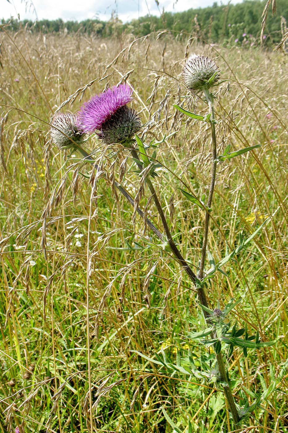 Image of Cirsium polonicum specimen.