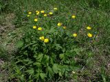 Ranunculus repens