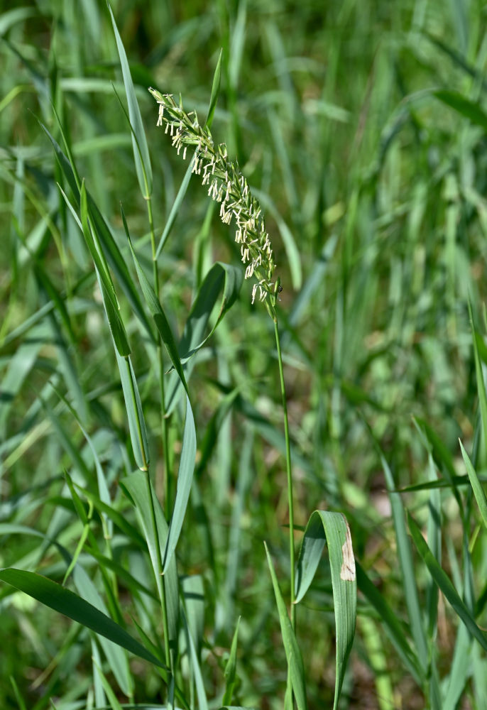 Image of Elytrigia repens specimen.