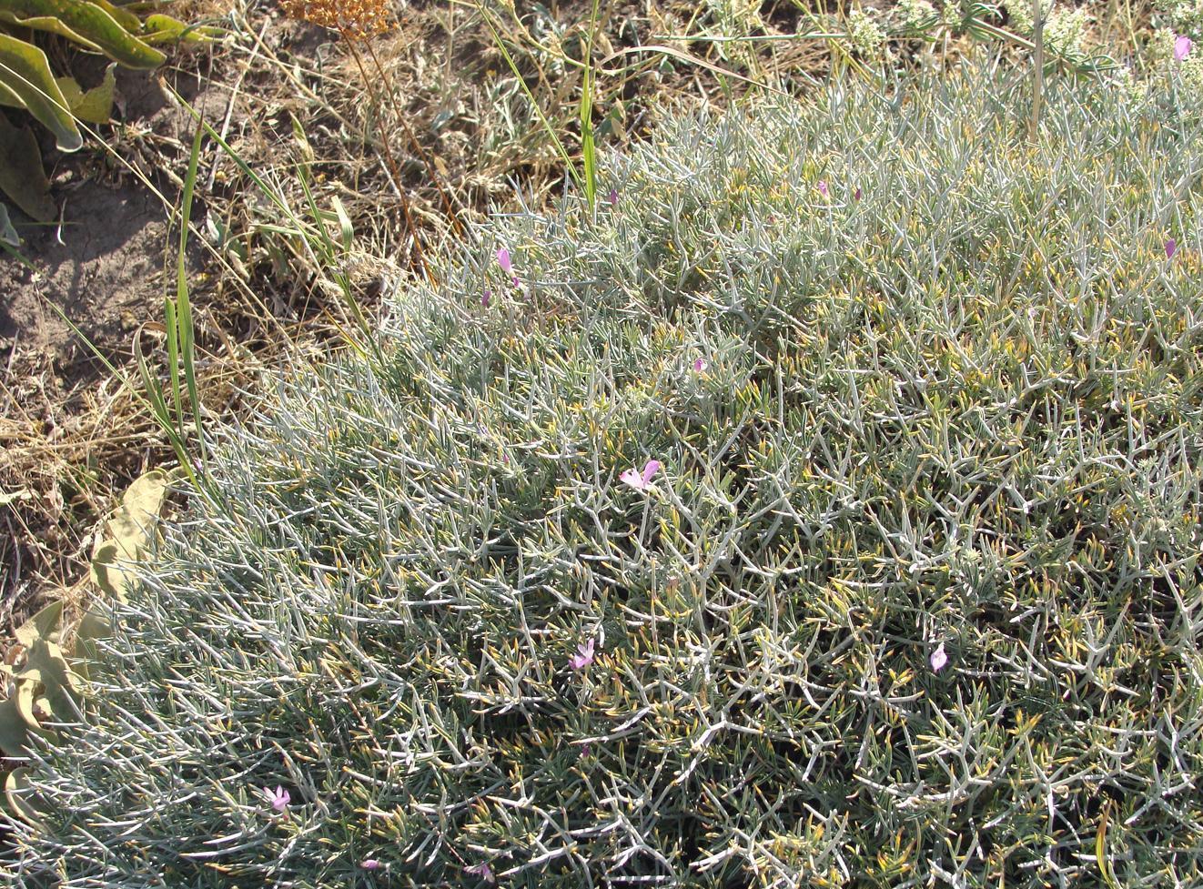 Image of Onobrychis cornuta specimen.
