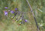 Solanum dulcamara. Соплодие с плодами разной степени зрелости и увядающими цветками. Испания, Каталония, пров. Жирона, комарка Баш Эмпорда, муниципалитет Пальс, обочина полевой дороги между заливными полями. 07.06.2026.