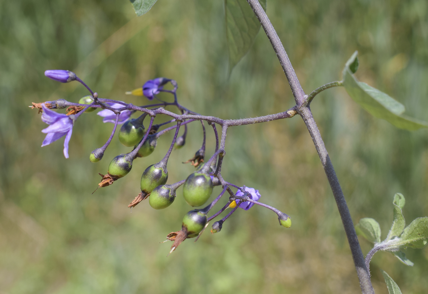Image of Solanum dulcamara specimen.