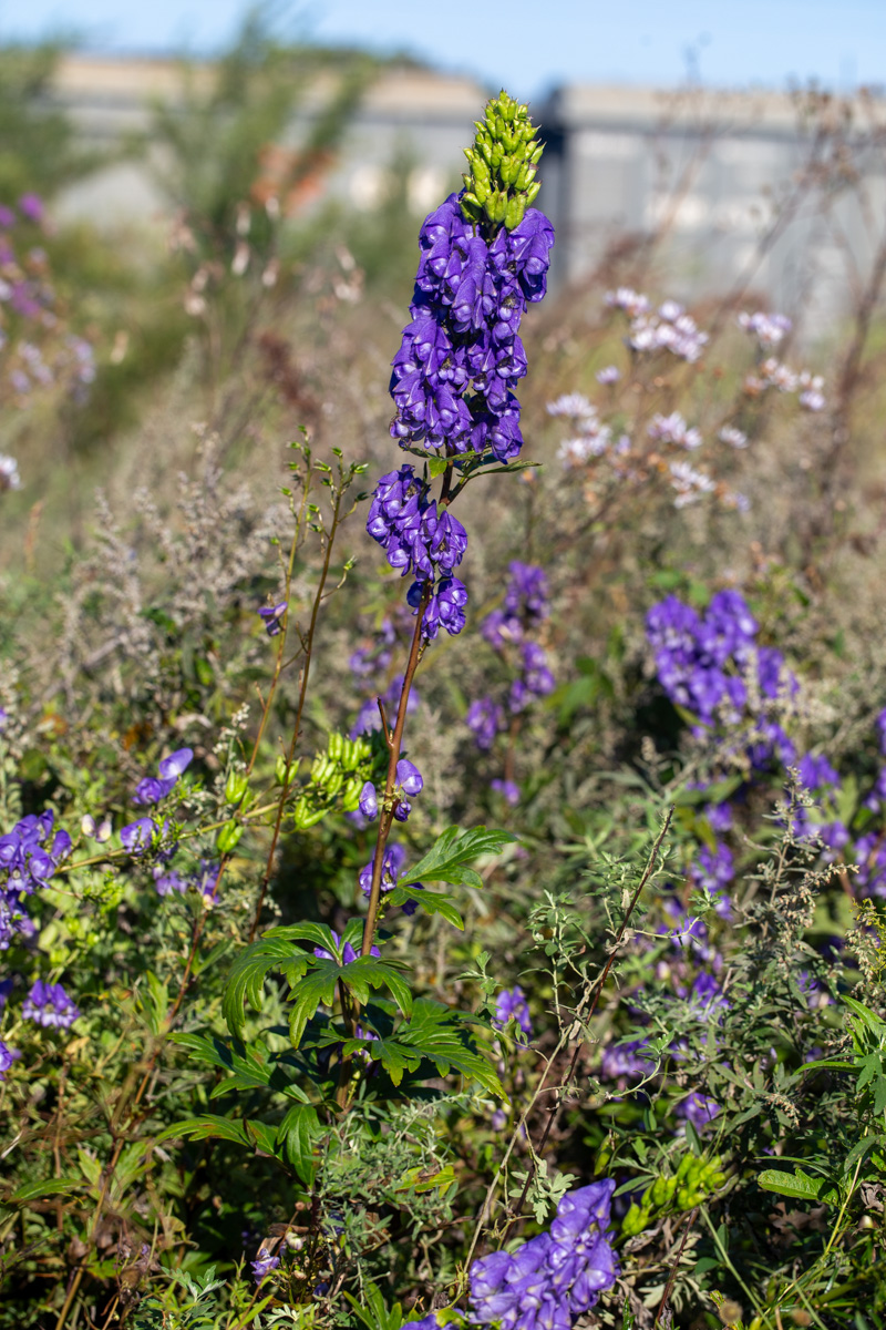 Image of Aconitum kusnezoffii specimen.