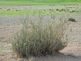 Caragana tragacanthoides. Вегетирующее растения. Казахстан, Восточно-Казахстанская обл., Маркакольский р-н, предгорья массива Шилик, выход пестроцветов. 28.06.2026.