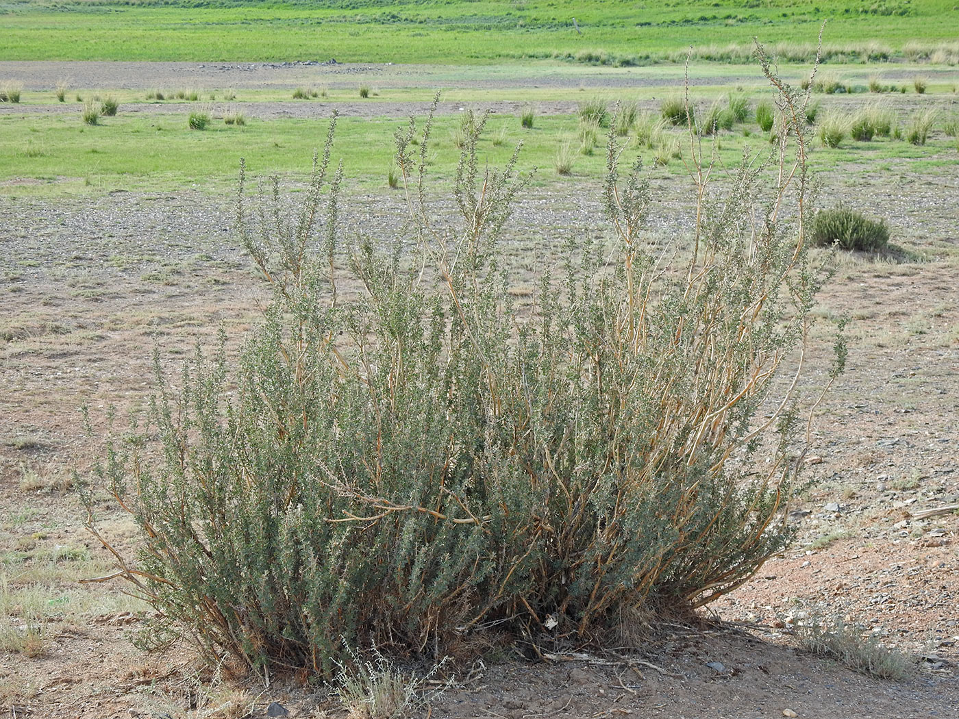 Image of Caragana tragacanthoides specimen.