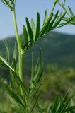 Rhaponticoides ruthenica. Средняя часть побега с основанием пазушного побега. Башкортостан, Абзелиловский р-н, Ташбулатовский сельсовет, подножие хр. Кыктытау, разнотравный луг. 12 июня 2025 г.