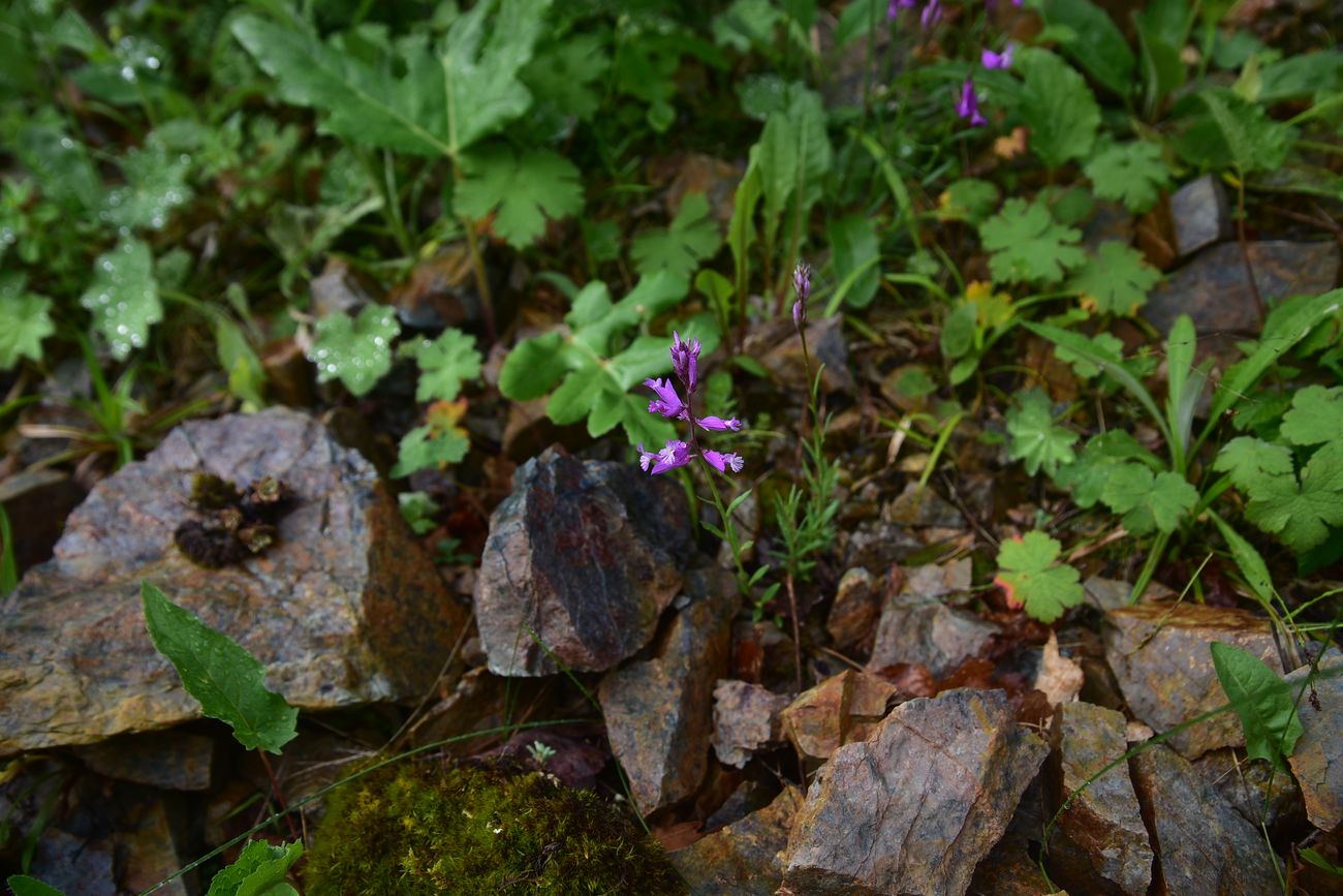 Image of genus Polygala specimen.