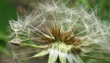 род Taraxacum