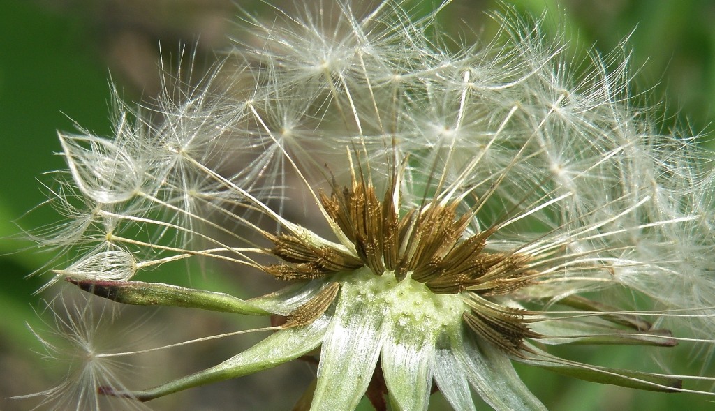 Изображение особи род Taraxacum.