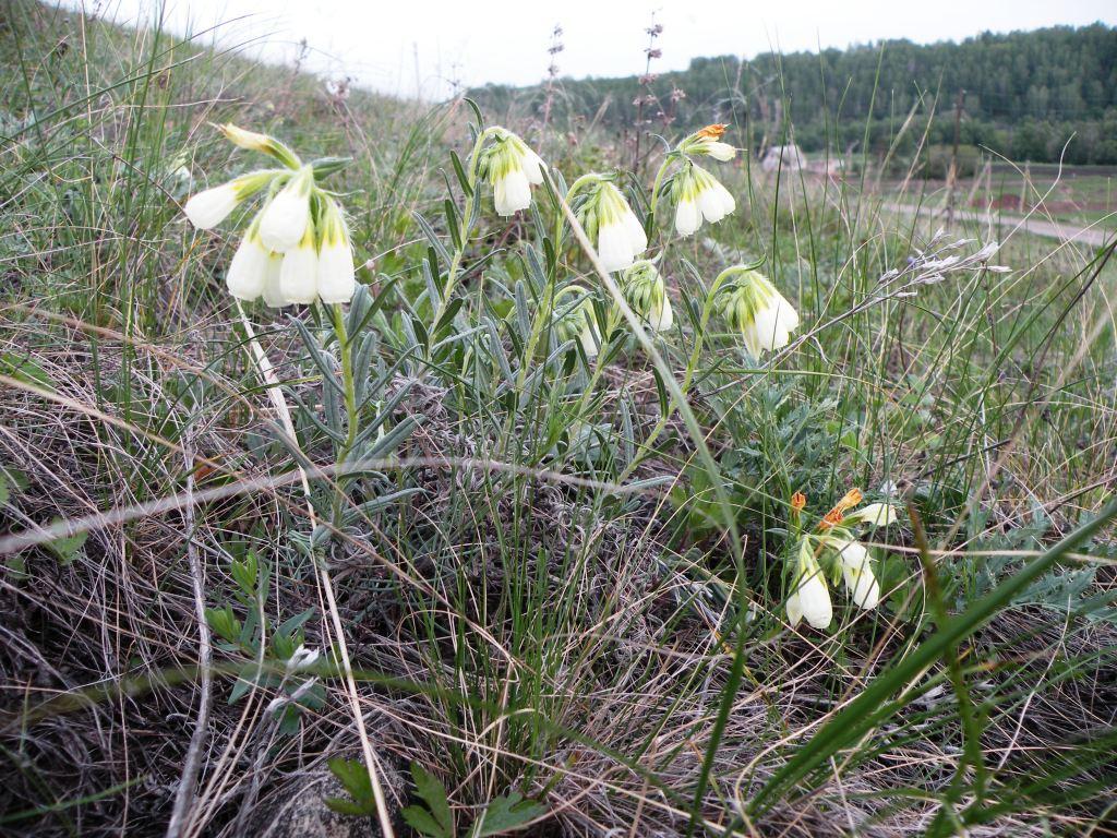 Изображение особи Onosma volgensis.