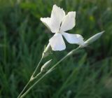 Dianthus elongatus. Цветок и бутоны. Север Краснодарского края, остепнённый склон над р. Эльбузд. 06.06.2011.