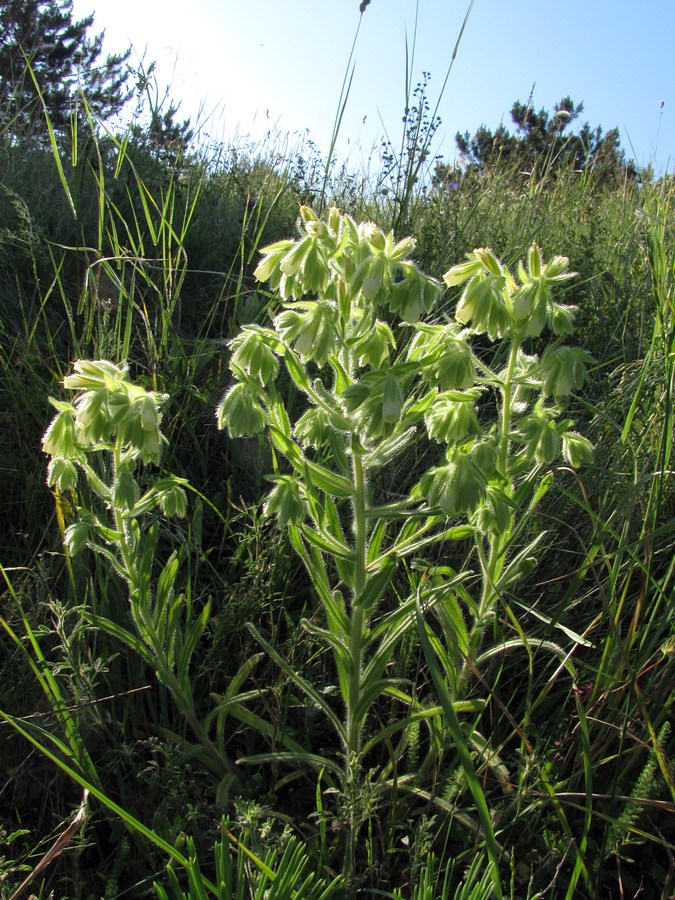 Image of Onosma visianii specimen.