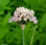 Allium ledebourianum