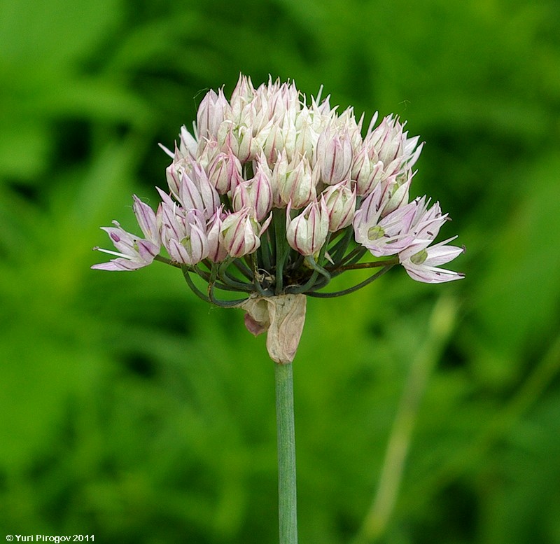 Изображение особи Allium ledebourianum.