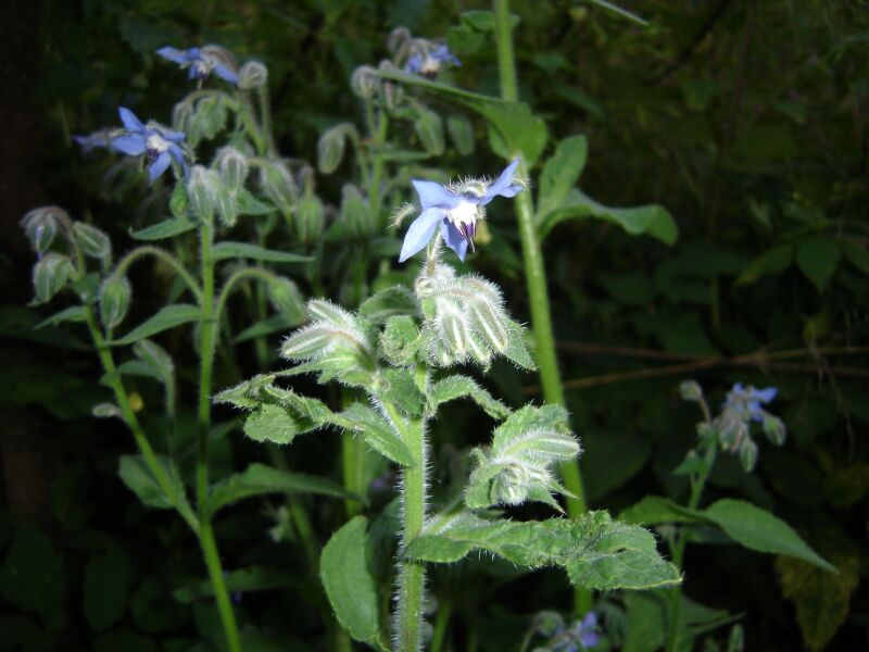 Изображение особи Borago officinalis.