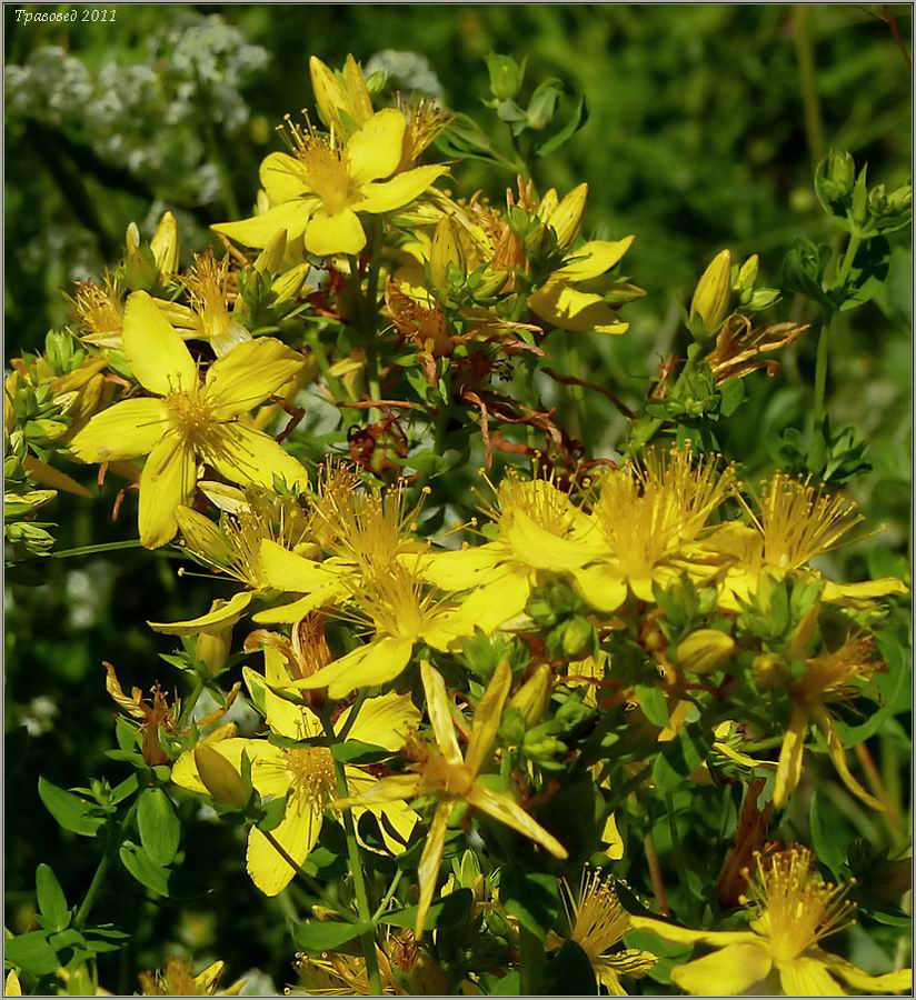 Изображение особи Hypericum perforatum.