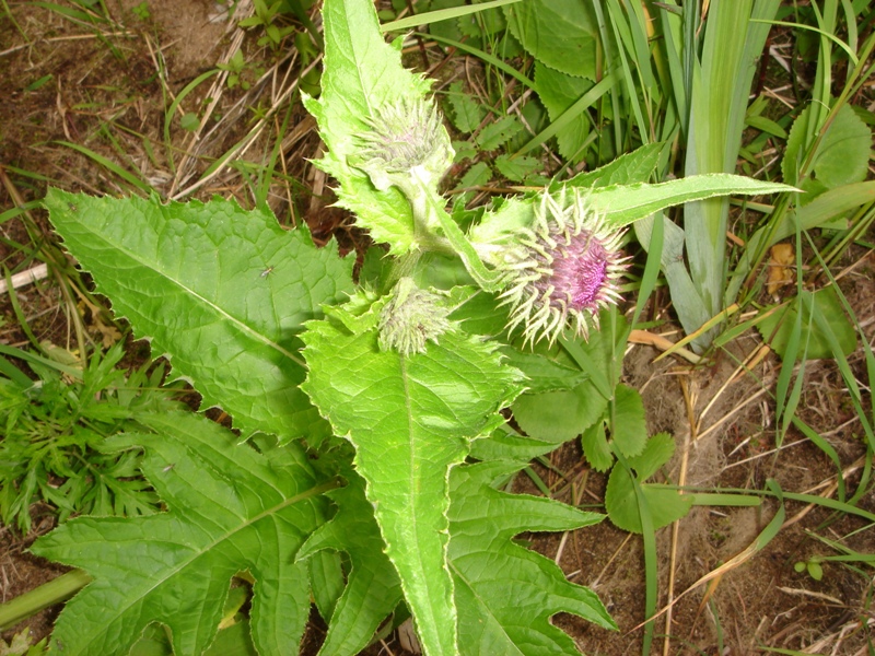 Image of genus Cirsium specimen.