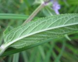 Stachys palustris