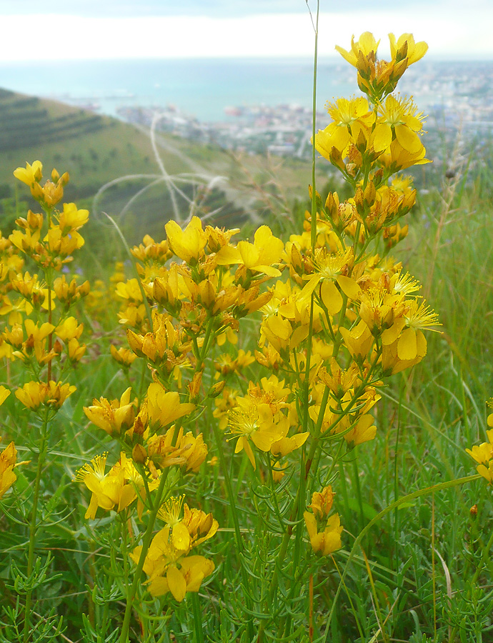 Изображение особи Hypericum lydium.