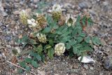 Astragalus lupulinus