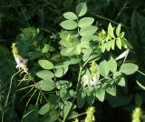 Galega officinalis. Верхняя часть цветущего и плодоносящего растения. Крым, Бахчисарайский р-н, с. Трудолюбовка, база СПбГУ. 22.07.2011.