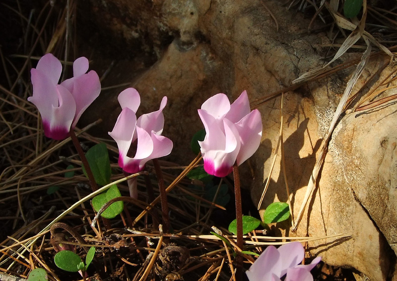 Image of Cyclamen persicum specimen.