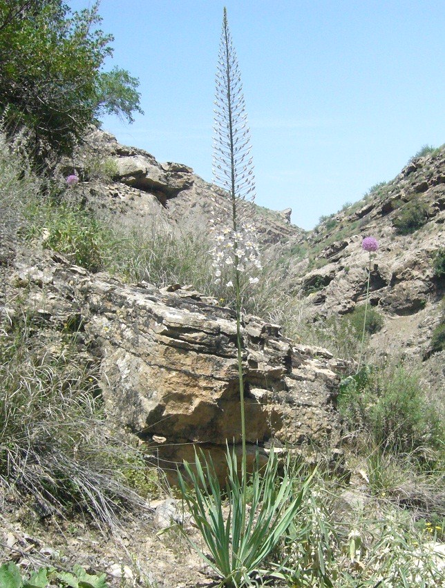 Изображение особи Eremurus angustifolius.