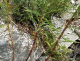 Linum tenuifolium