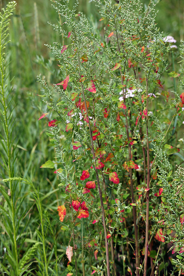 Изображение особи Chenopodium album.