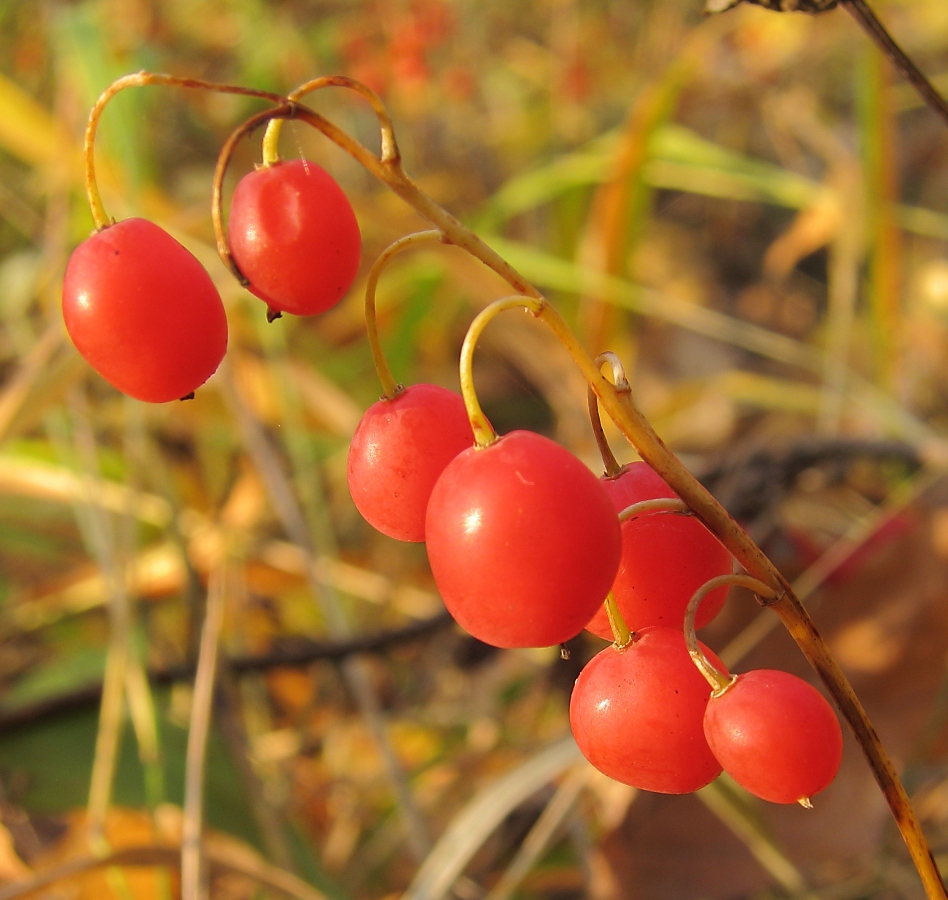 Изображение особи Convallaria majalis.