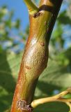 Salix caprea