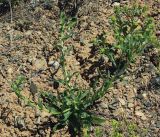 Alyssum dasycarpum. Цветущее и плодоносящее растение. Казахстан, Алматинская обл., Жамбылский р-н. 13.05.2011.