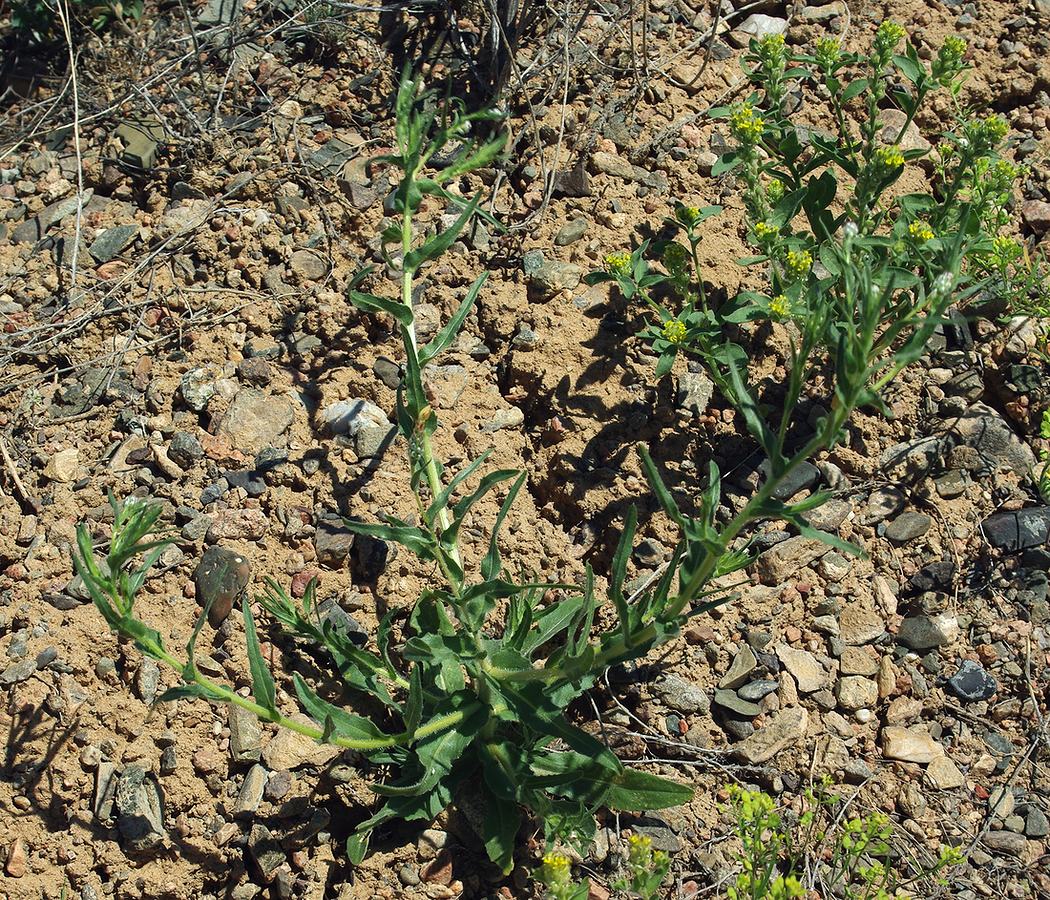 Image of Alyssum dasycarpum specimen.