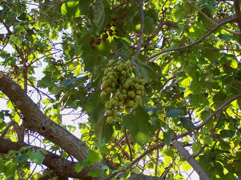 Image of Paulownia tomentosa specimen.