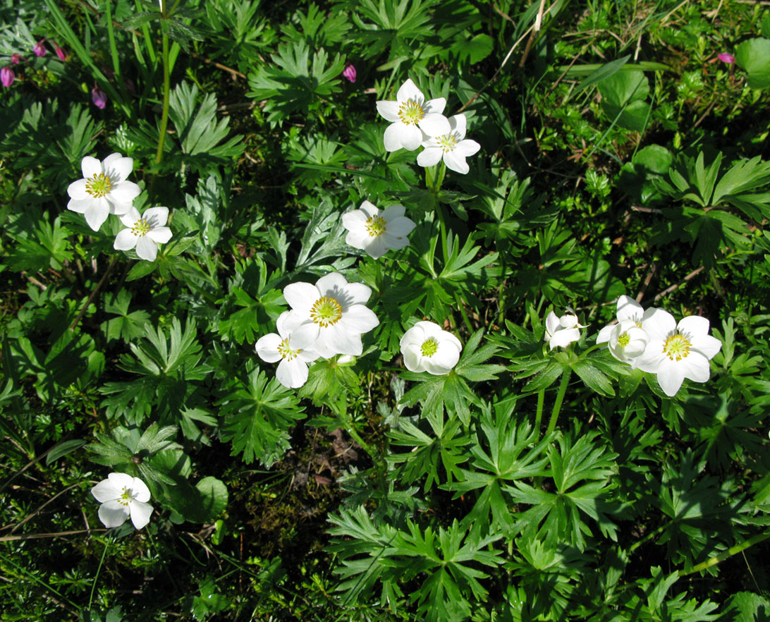 Изображение особи Anemonastrum calvum.