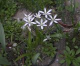 Ornithogalum arianum. Цветущие растения. Пятигорск, в культуре из Испании. 09.05.2011.