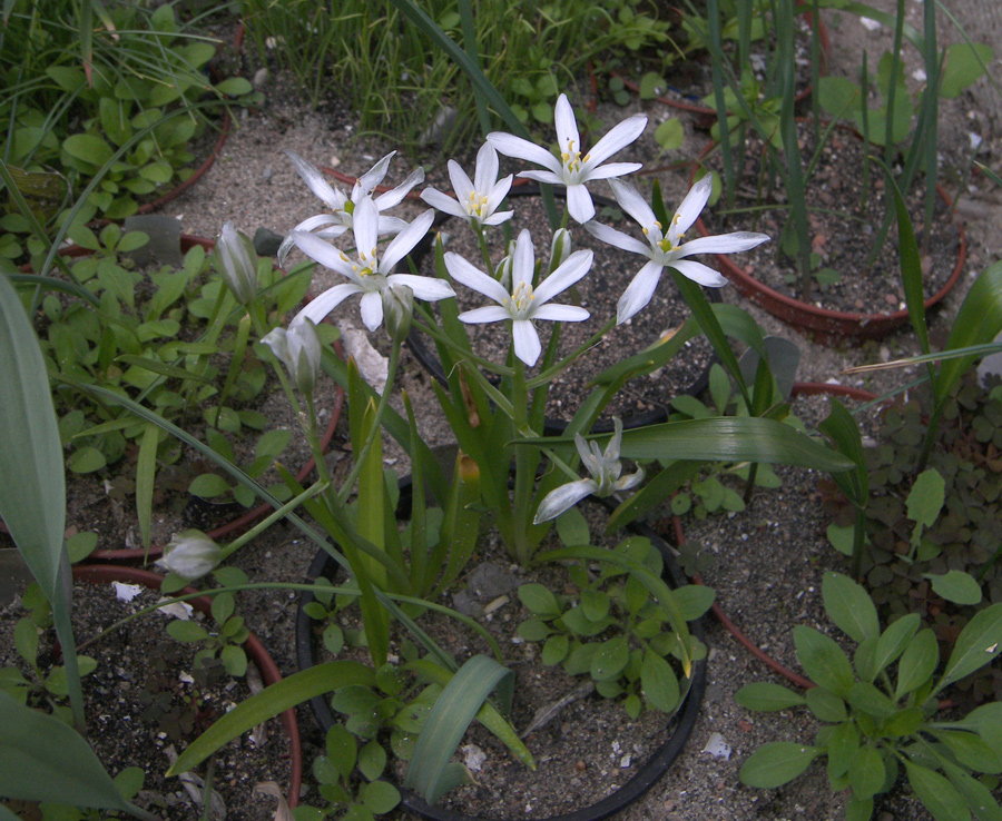 Image of Ornithogalum arianum specimen.