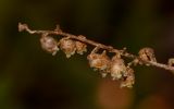 Artemisia monosperma