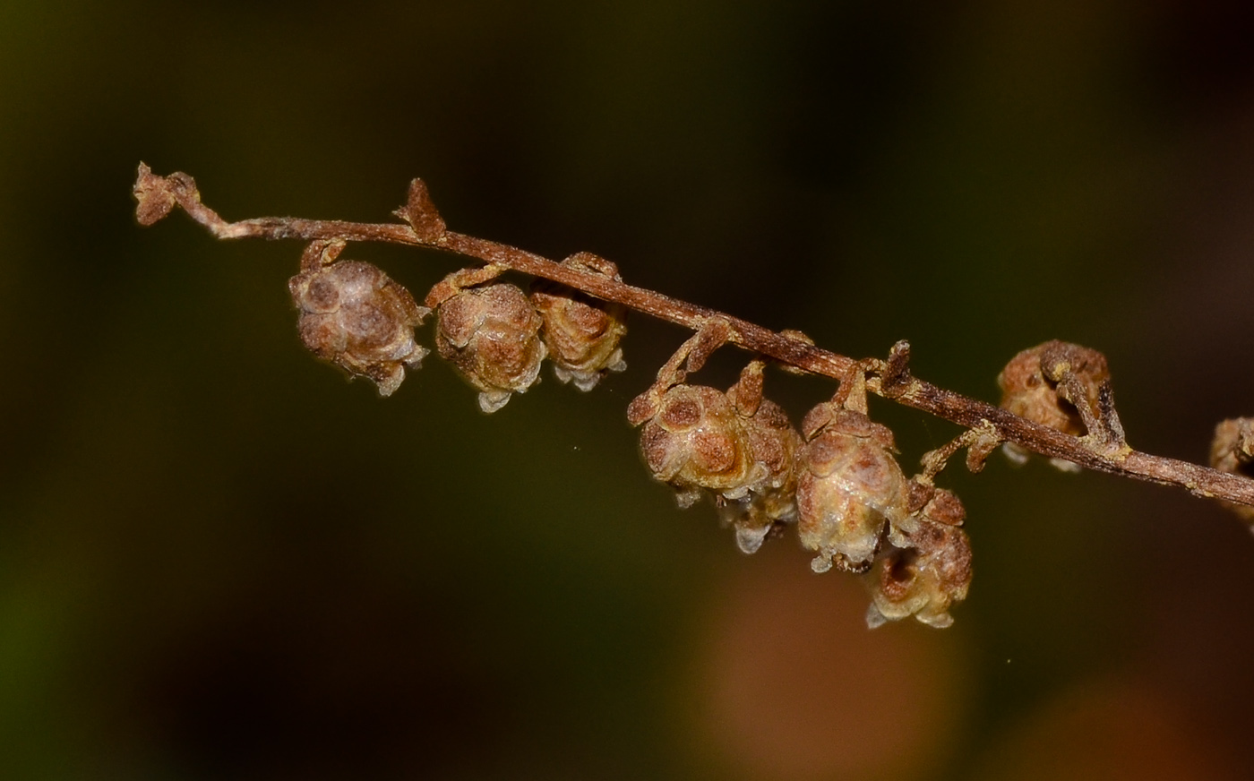 Image of Artemisia monosperma specimen.