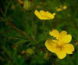 род Potentilla