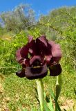 Iris atropurpurea