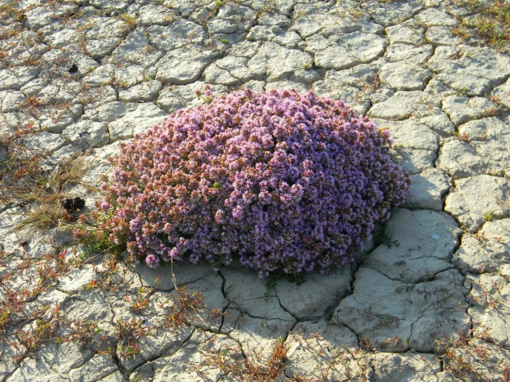 Image of genus Thymus specimen.