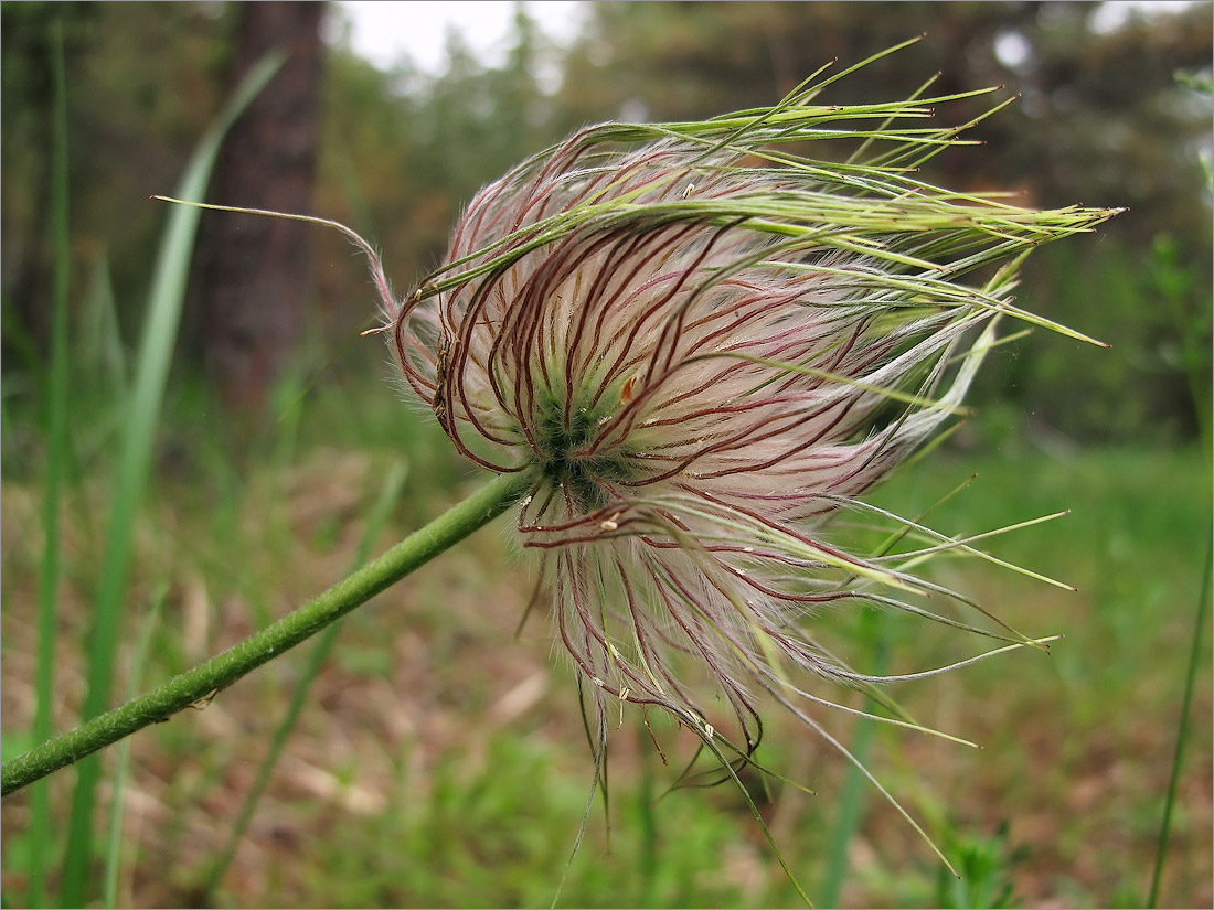 Изображение особи Pulsatilla pratensis.