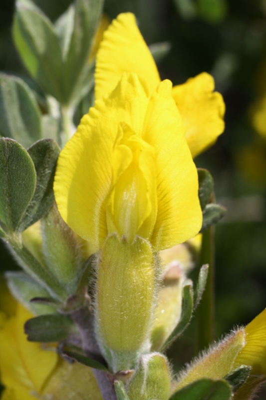 Image of Chamaecytisus wulffii specimen.