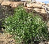 Lonicera tatarica. Цветущее растение. Карагандинская обл., Жанааркинский р-н, горы Актау, каменистый склон. 16 мая 2010 г.