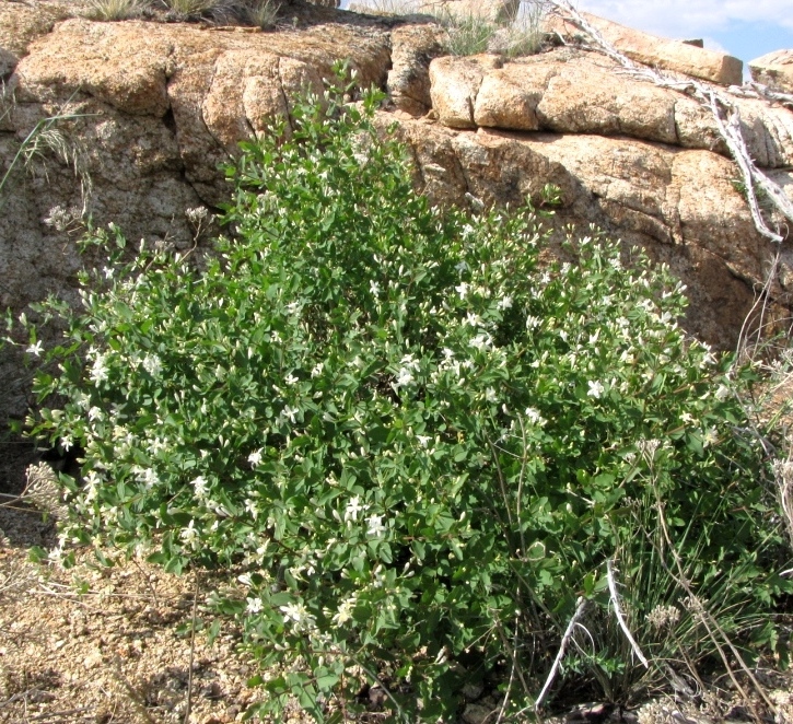 Image of Lonicera tatarica specimen.