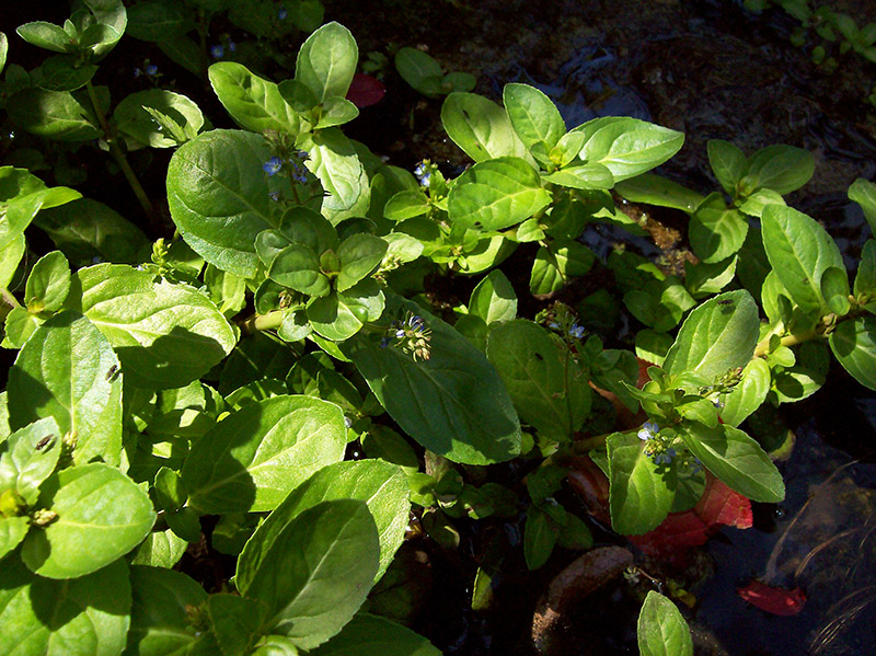 Image of Veronica beccabunga specimen.