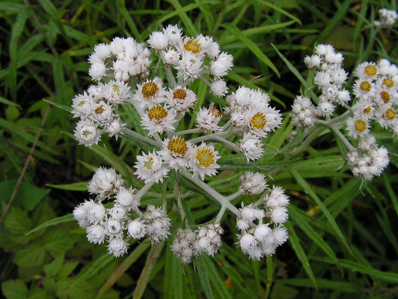 Image of Anaphalis margaritacea specimen.